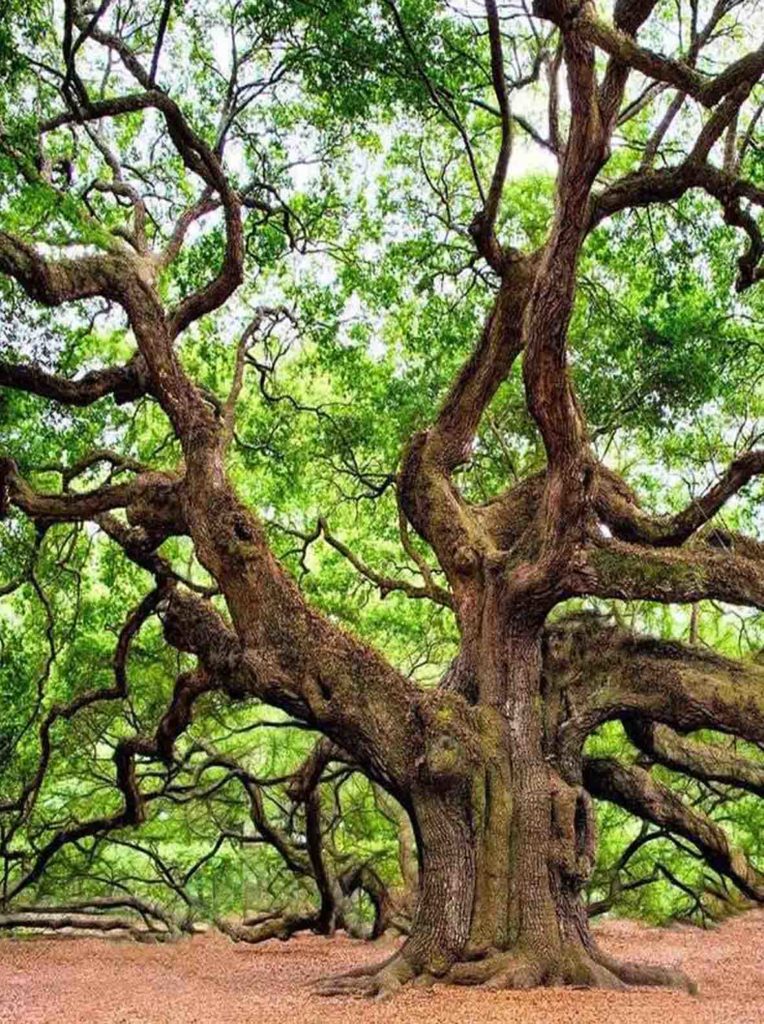 Design humaniste L'arbre ancestrale empreinte émotionnelle